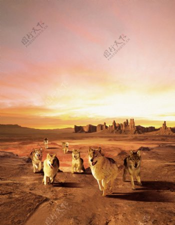 沙漠狼七匹狼图片