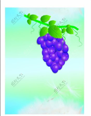 葡萄背景图片