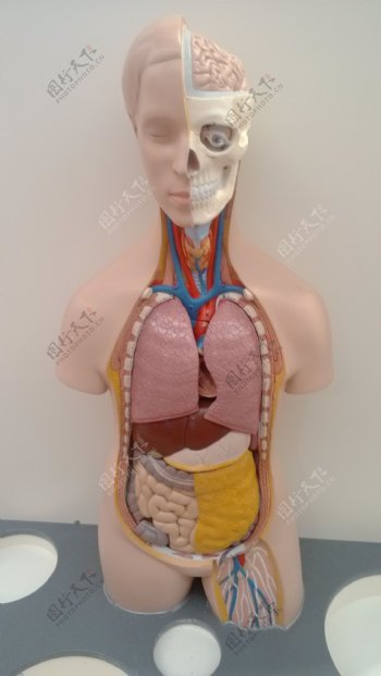 人体器官模型图片