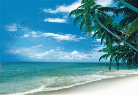 湛蓝海天椰树海滩图片