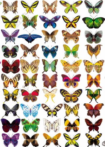 美丽漂亮的矢量蝴蝶全集