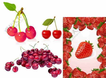 草莓和樱桃矢量素材图片