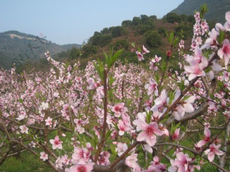 中国古典梅花背景