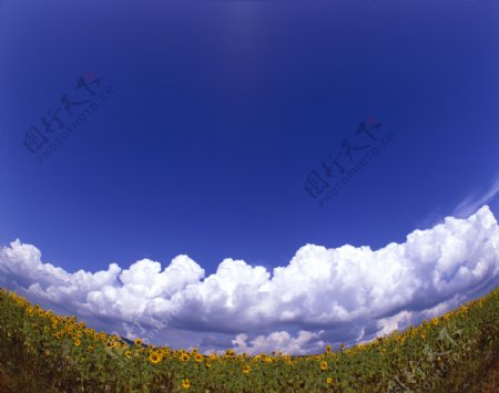 蓝天白云花朵高清图片