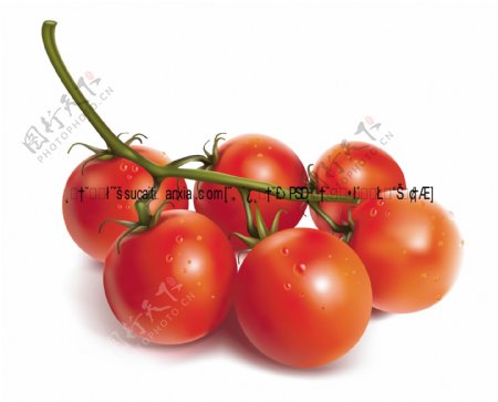 无公害新鲜西红柿矢量素材