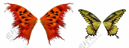 两款精美蝴蝶翅膀分层素材图片