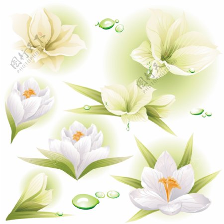 绿叶花朵水滴背景图片