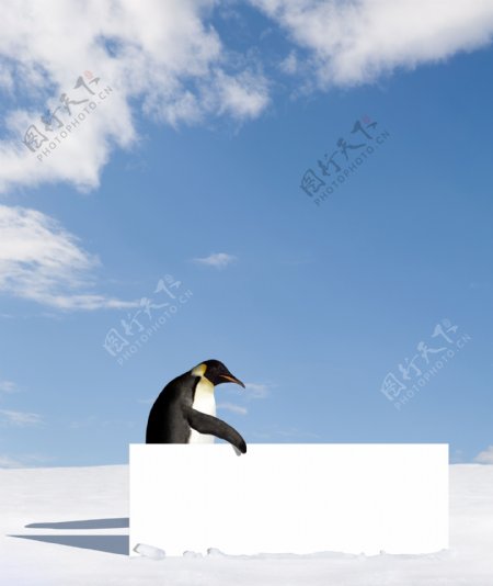 企鹅与空白展板图片