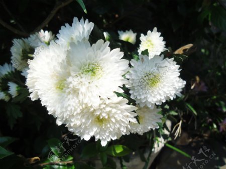 清晰白菊花图片