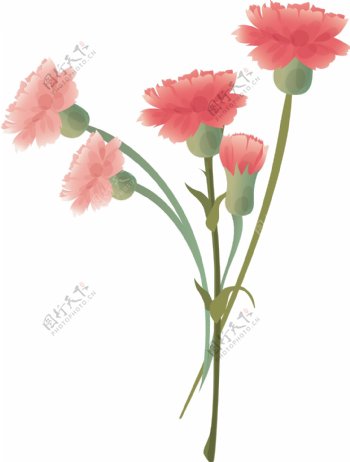 康乃馨花gvozdika6