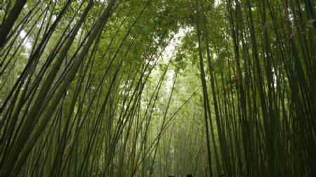 竹林2图片