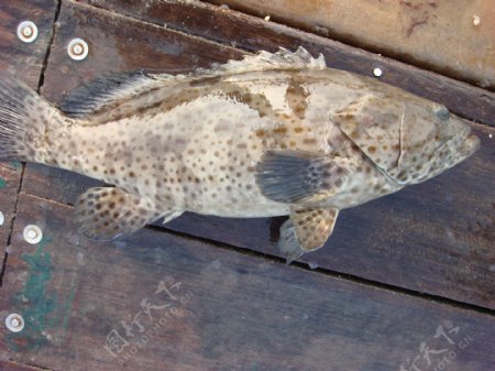 石班魚图片