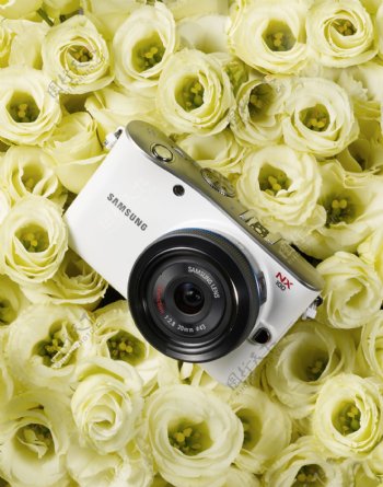 数码相机与玫瑰花图片