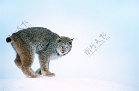 雪豹凶猛野兽