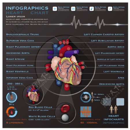 心脏器官信息图矢量素材