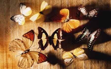 蝴蝶群图片