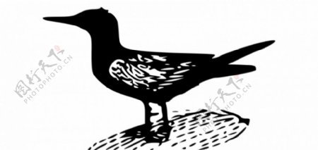 黑燕鸥矢量艺术
