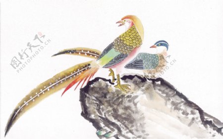传世鸟类水彩画
