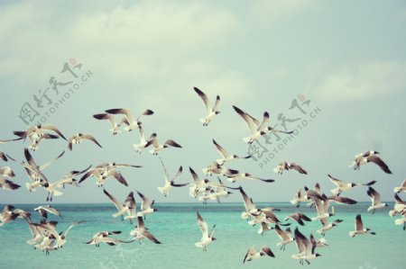 海鸥群飞图片