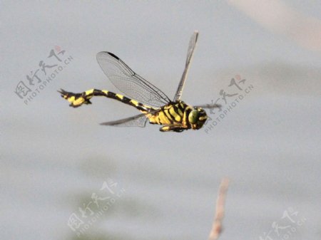 空中大蜻蜓图片