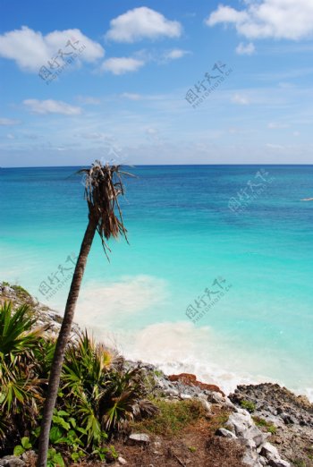 墨西哥海滩棕榈树图片