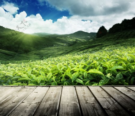 唯美的茶叶种植园高清图片