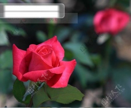 摄影图库鲜花特写红色的玫瑰花