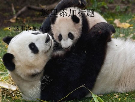 憨态可掬的国宝大熊猫7