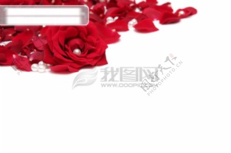 红色玫瑰花瓣珍珠图片素材