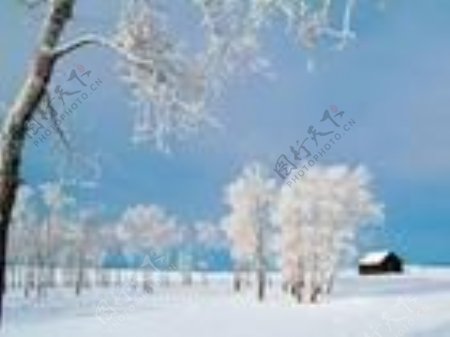 雪景雪地冰雪树木枯树冰河房子风景寒冷冬天圣诞节自然景观自然风景摄影图库