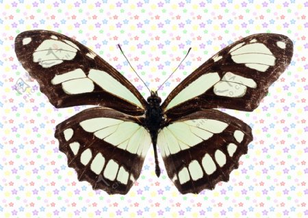 黑白网状蝴蝶图片