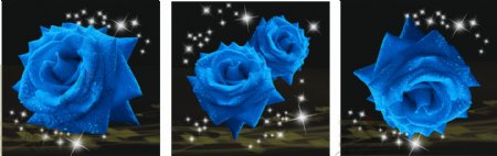 蓝色妖姬蓝色玫瑰