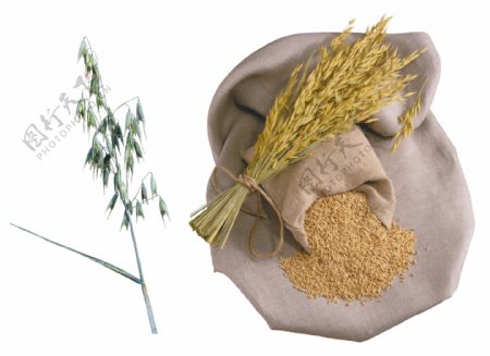 米农业粮食图片