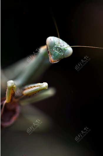螳螂图片