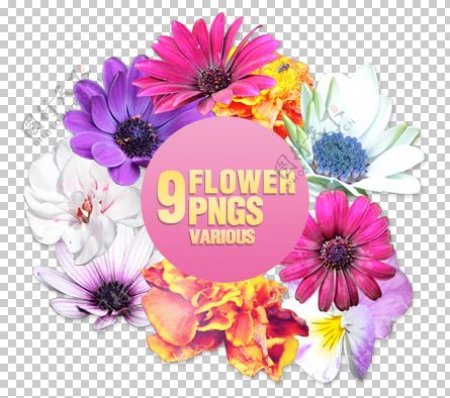 9种花卉PSD图