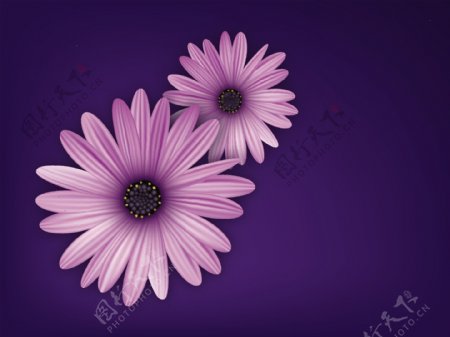 紫色花朵蓝色背景图