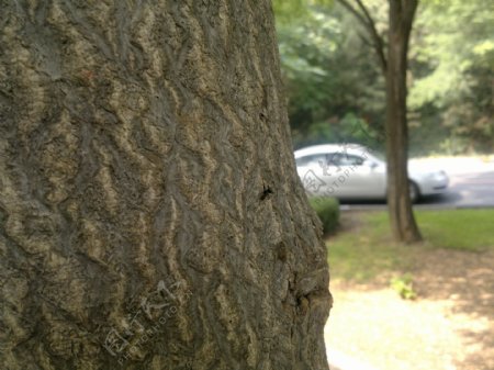 蚂蚁上树图片