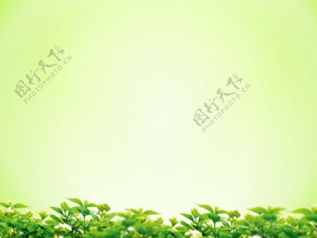淡雅绿色背景的叶子绿叶幻灯片