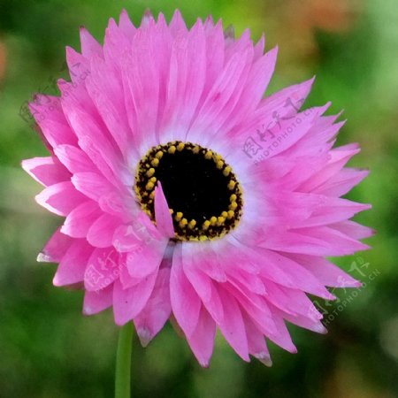 位图植物摄影写实花卉花朵数码照片菊花免费素材