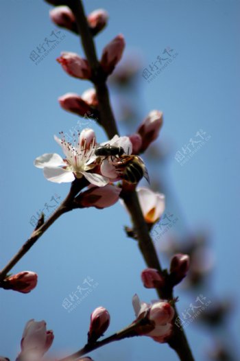 公园里的蜜蜂和杏花图片