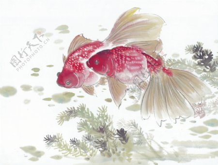 古图绘画动物金鱼