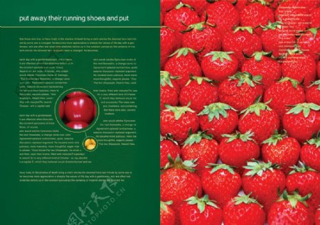 草莓营养研究画册PSD分层素
