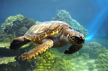 海龟高精度图片素材