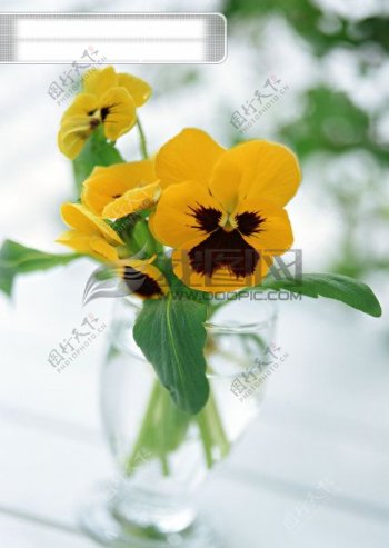 黄色兰花