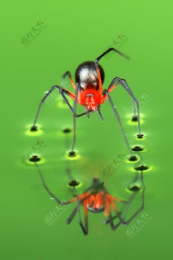 黑紅蜘蛛图片