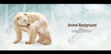 北极熊插画图片PSD素材