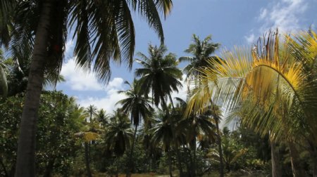 伦吉拉岛的棕榈树的股票视频