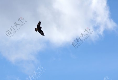 鹰在天空中飞翔