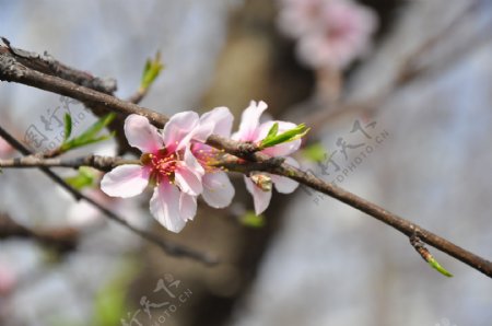 桃花图片