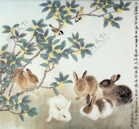 五兔齐相聚图片